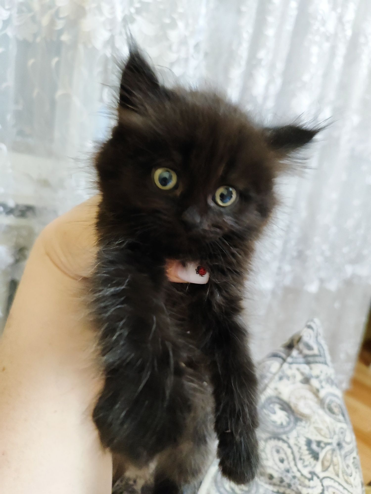 Котята ищут дом!
