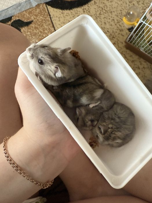 Хомяки Джунгарики