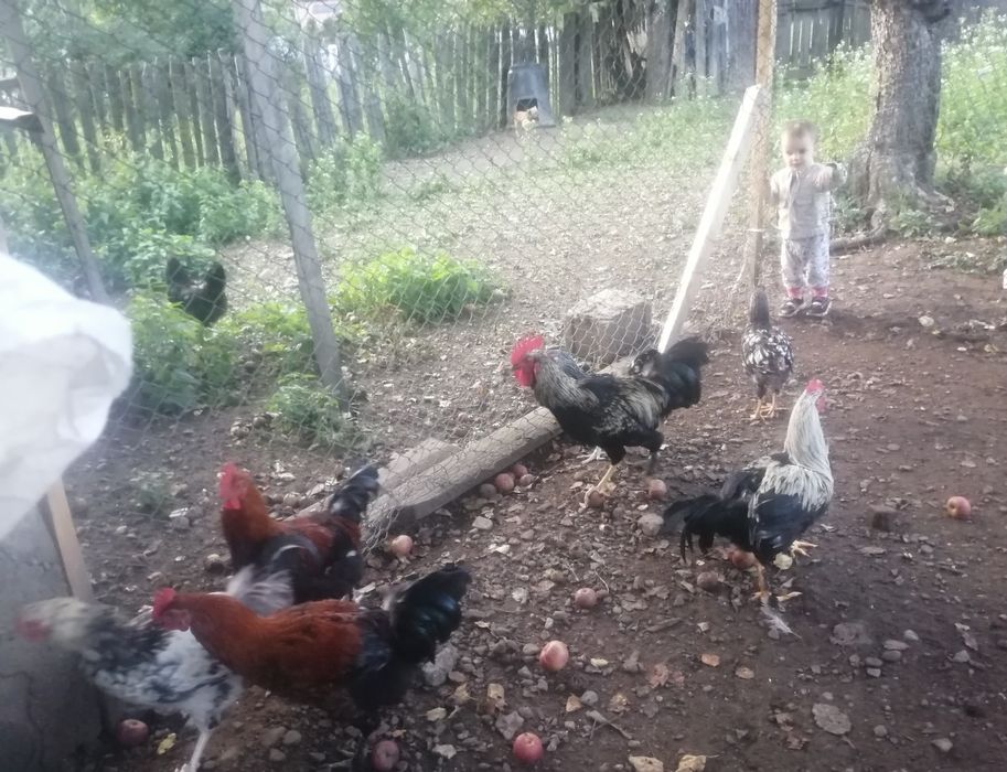 Vând cocoși de diferite rase