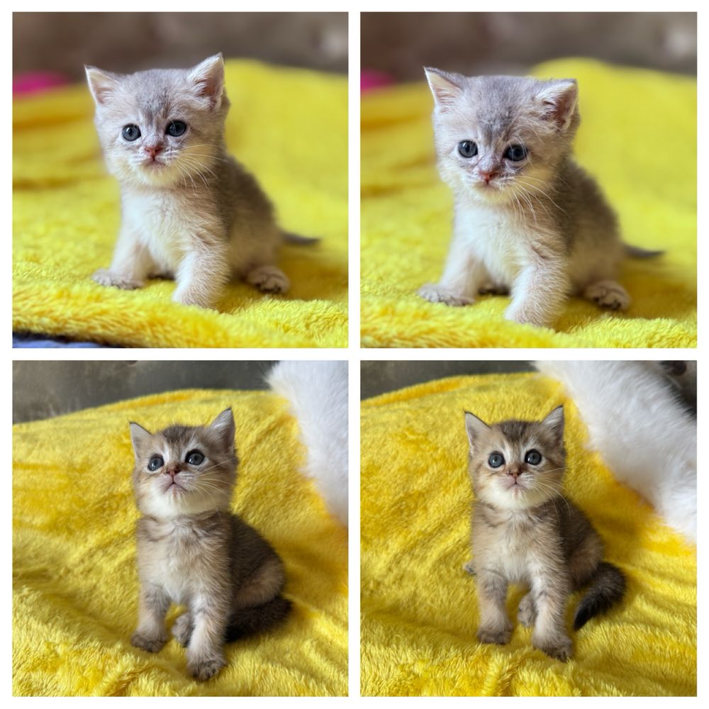 Котята  Шиншиллы с драгоценными окрасами