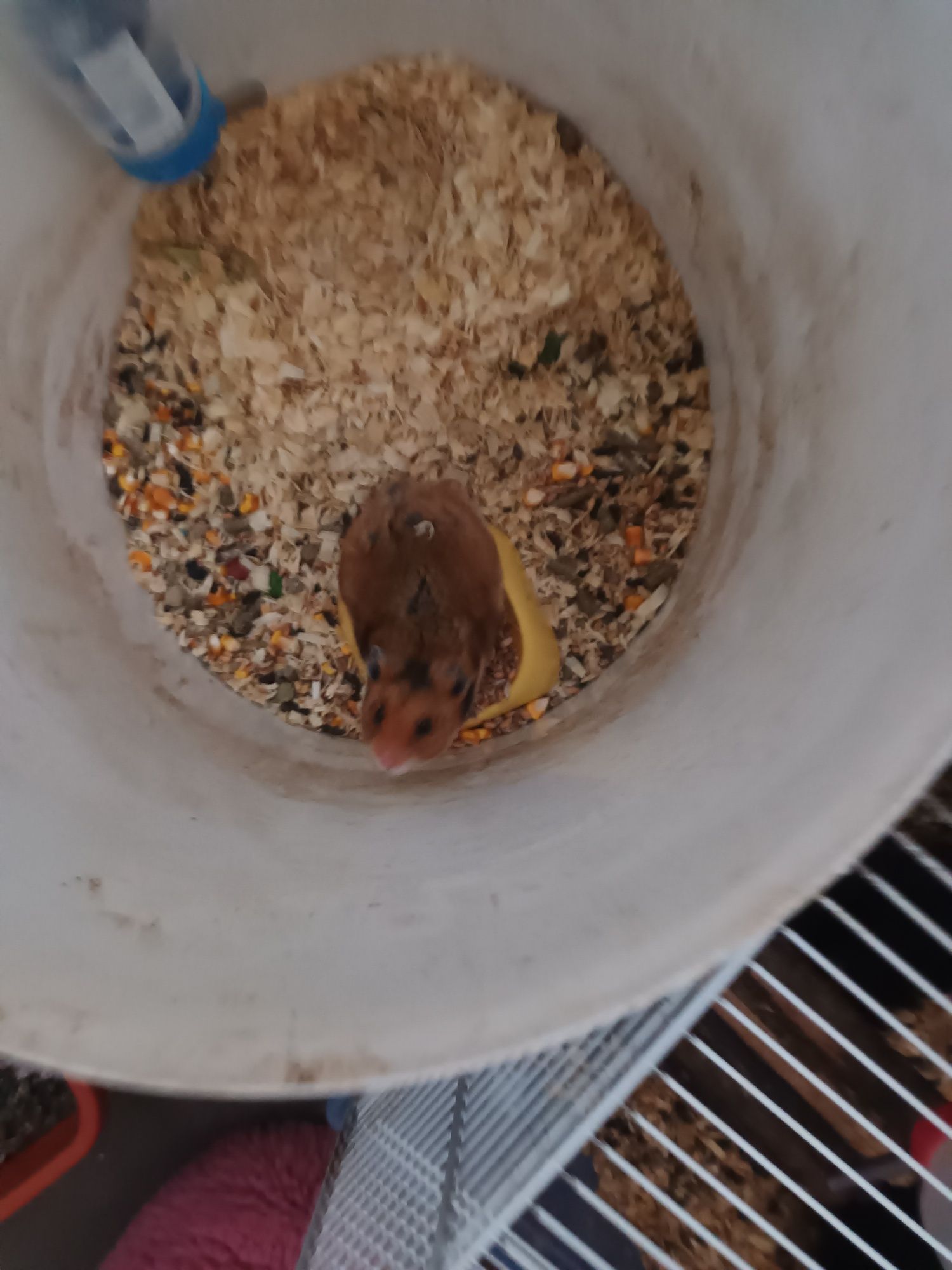 Hamsteri adulți  9 bucăți