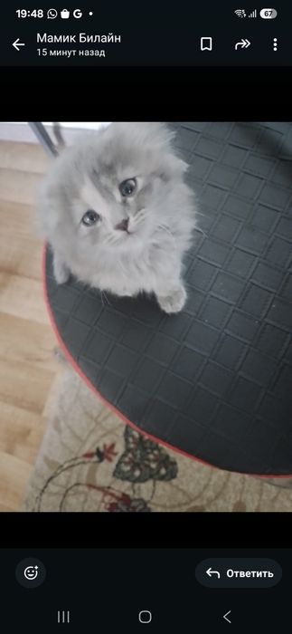 Отдам милого котика даром