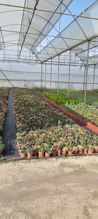 Более 10 000 видов декоративных цветов и декоративных деревьев от перв