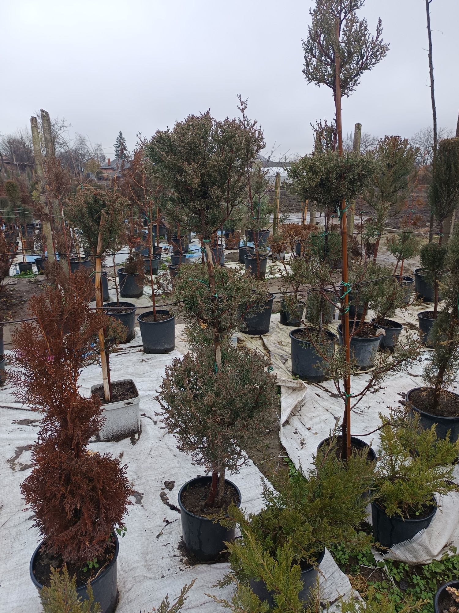Vând plante ornamentale