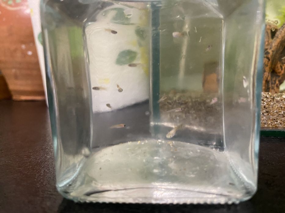 Vand gupii si pesti neon