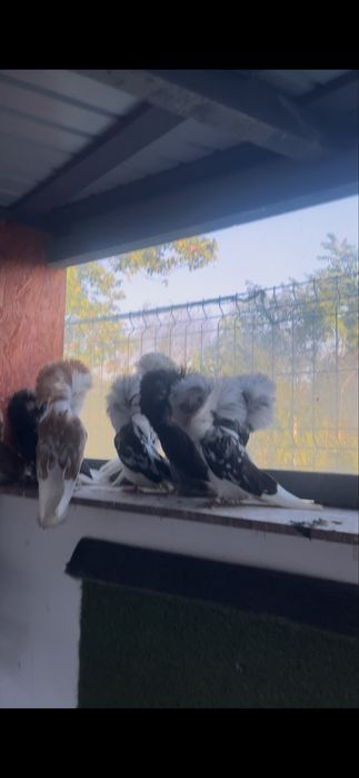 Porumbei Maria stuart