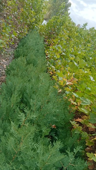 Plant ornamentale .platan buxux tuia