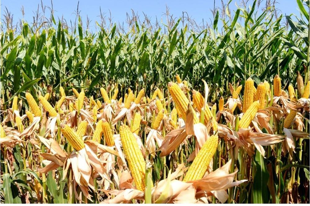 Popcorn jo'horisi Зерно для поп корна