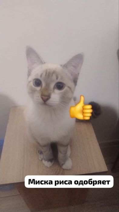 Ищу кошечку для вязки моему домашнему коту!