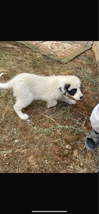 Алабай кушик 2,5 айлык ургашы