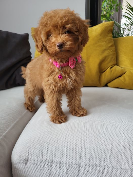 Poodle / Caniche miniatura