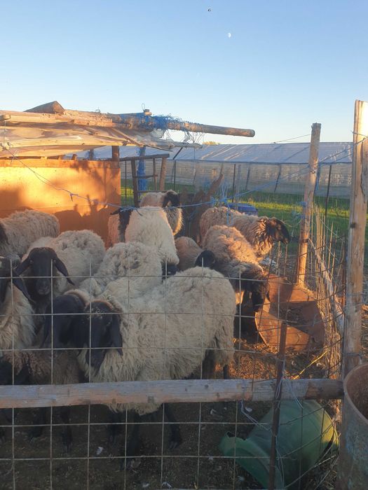 Oi de vanzare de rasa