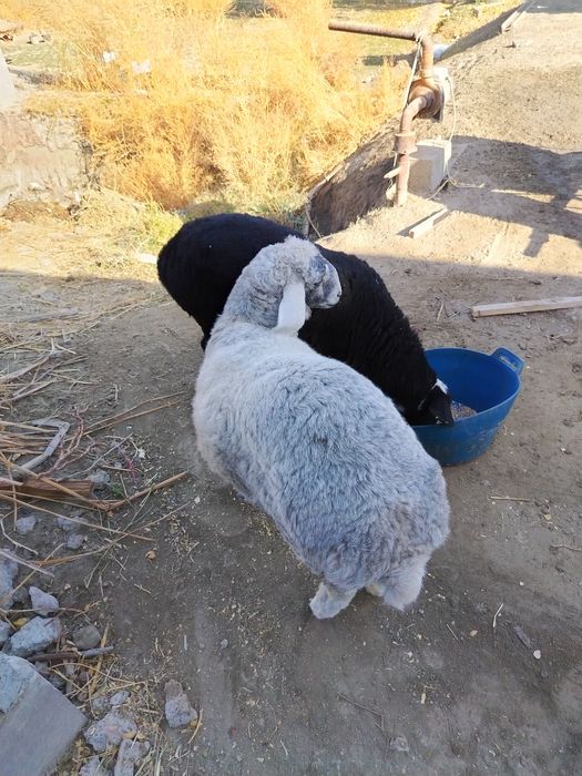 Barrala sotiladi sifatli