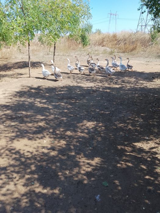 Vând gâște.      .