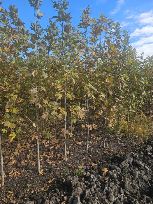 Platan - Mesteacan alb - Tei de floare - Artar