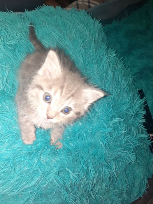 Пристраивается котенок в добрые руки.