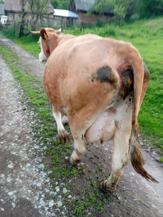 Vaca de 5 ani cu vițel