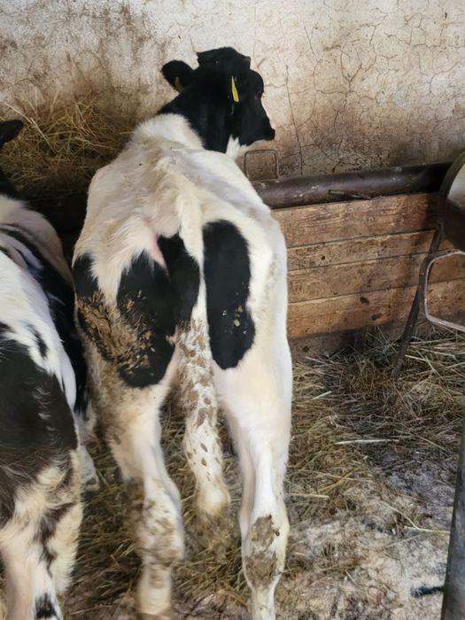 Vand doi vitei intarcati