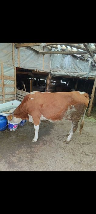 Vând 2 vaci bălțata romaneasca