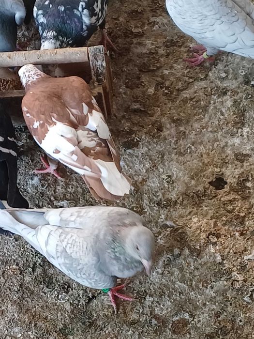 Porumbeii vuiajorii disponibilii.