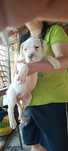 Disponibilă femelă rasa Dog Argentinian