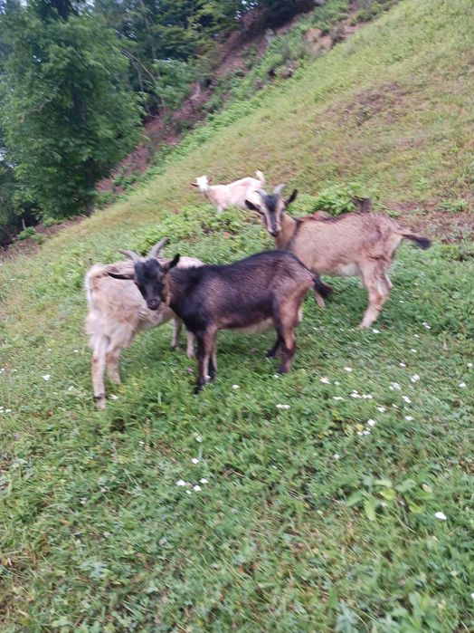 Tapi tineri  de vanzare
