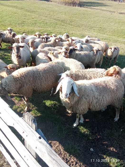 Oi de vânzare   …