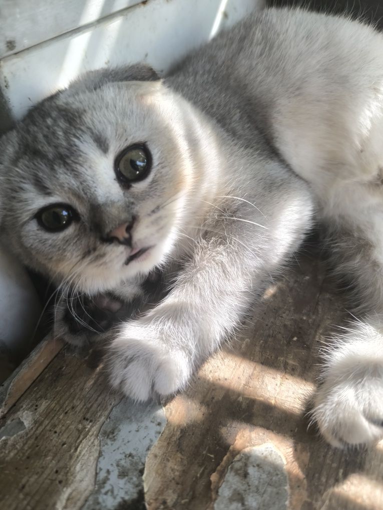 Продаётся котенок Серебристая шиншила