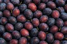 Prune de țuica(toate soiurile)