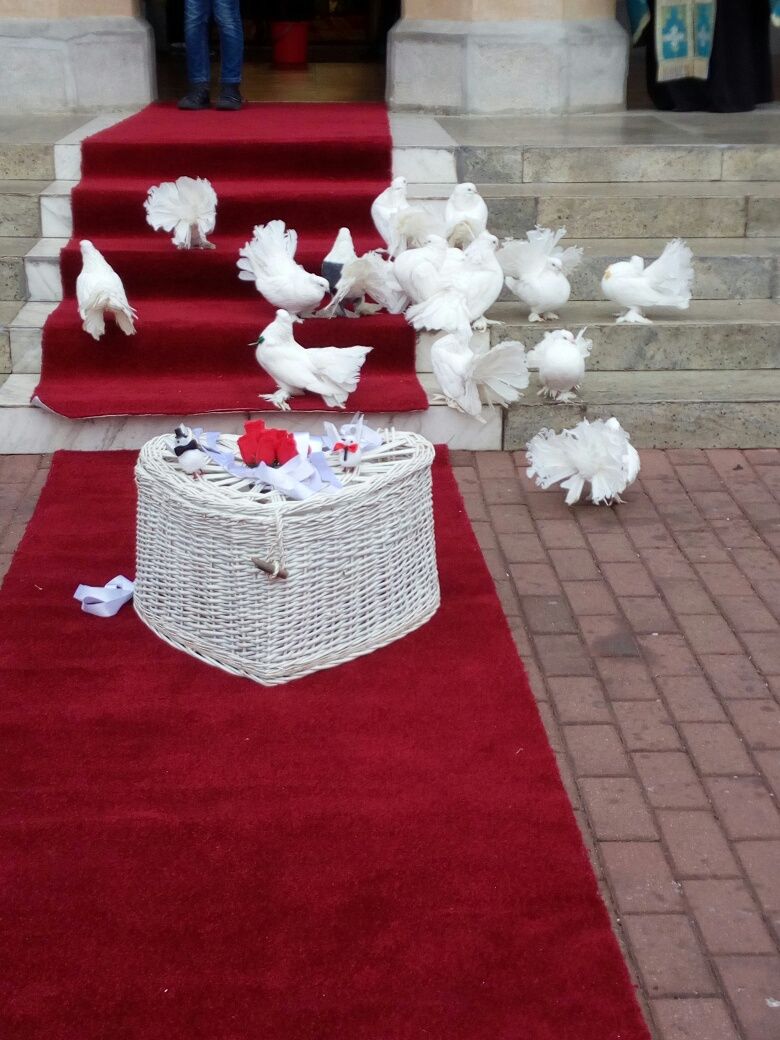 Porumbei albi pentru evenimente deosebite