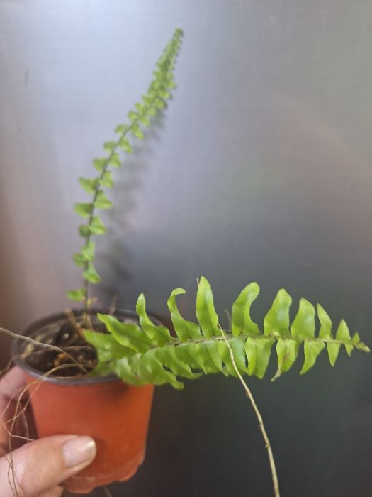 Папоротник  , продам