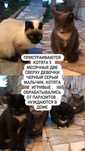 Пристраиваются котята