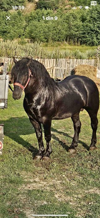 Armăsar de vanzare urgentt !!