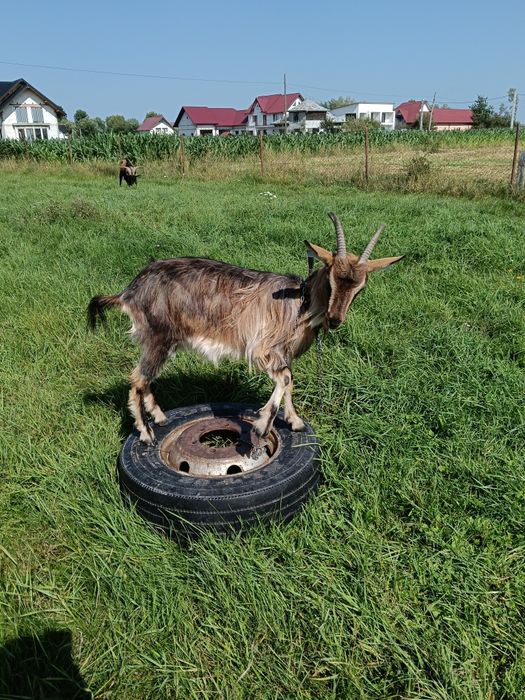 Vand capra și ieduță