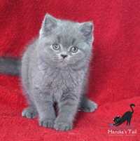 British shorthair