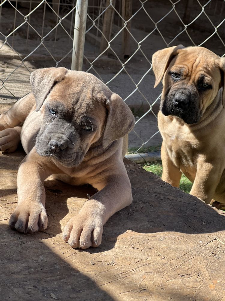 Pui Cane Corso formentino de la canisa autorizata Fci