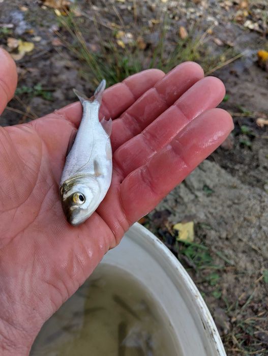 Puiet pește Amur și Fitofag