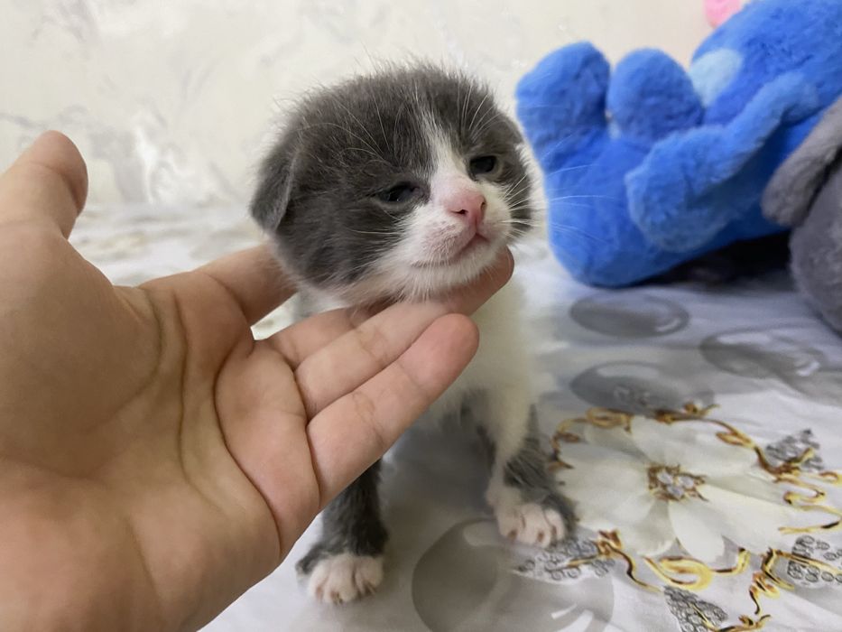 Мушукчалар сотилади вислоухий породали британский