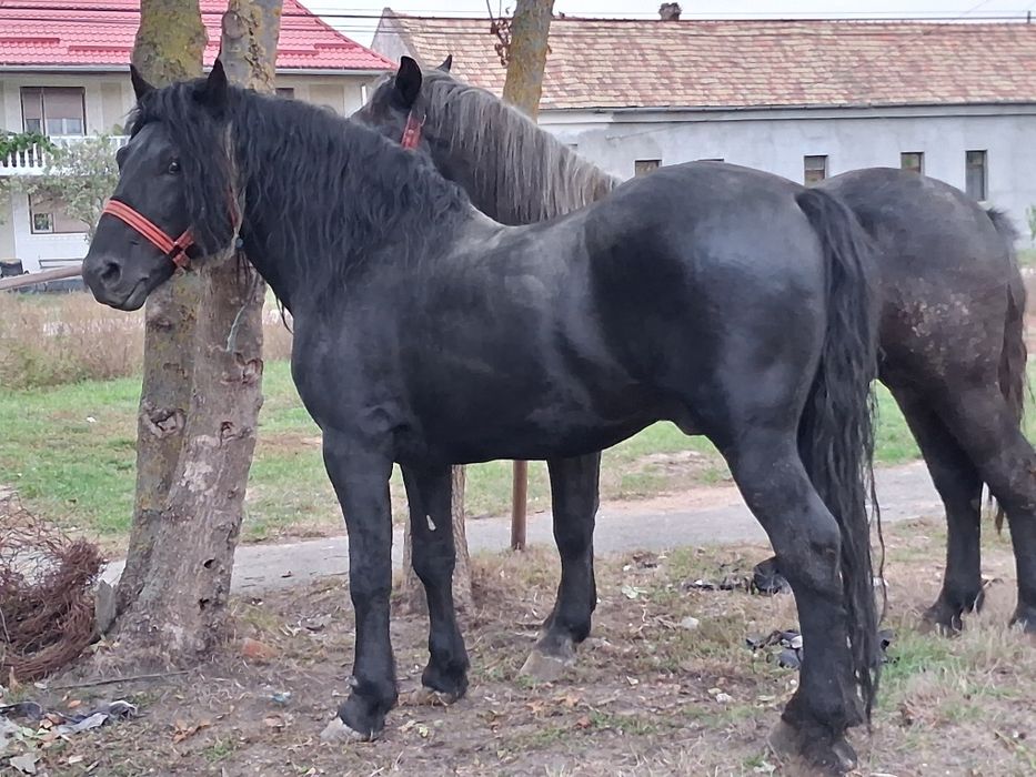 Vând armasar de 5 ani 175 la greabăn