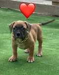 Mascul amstaff