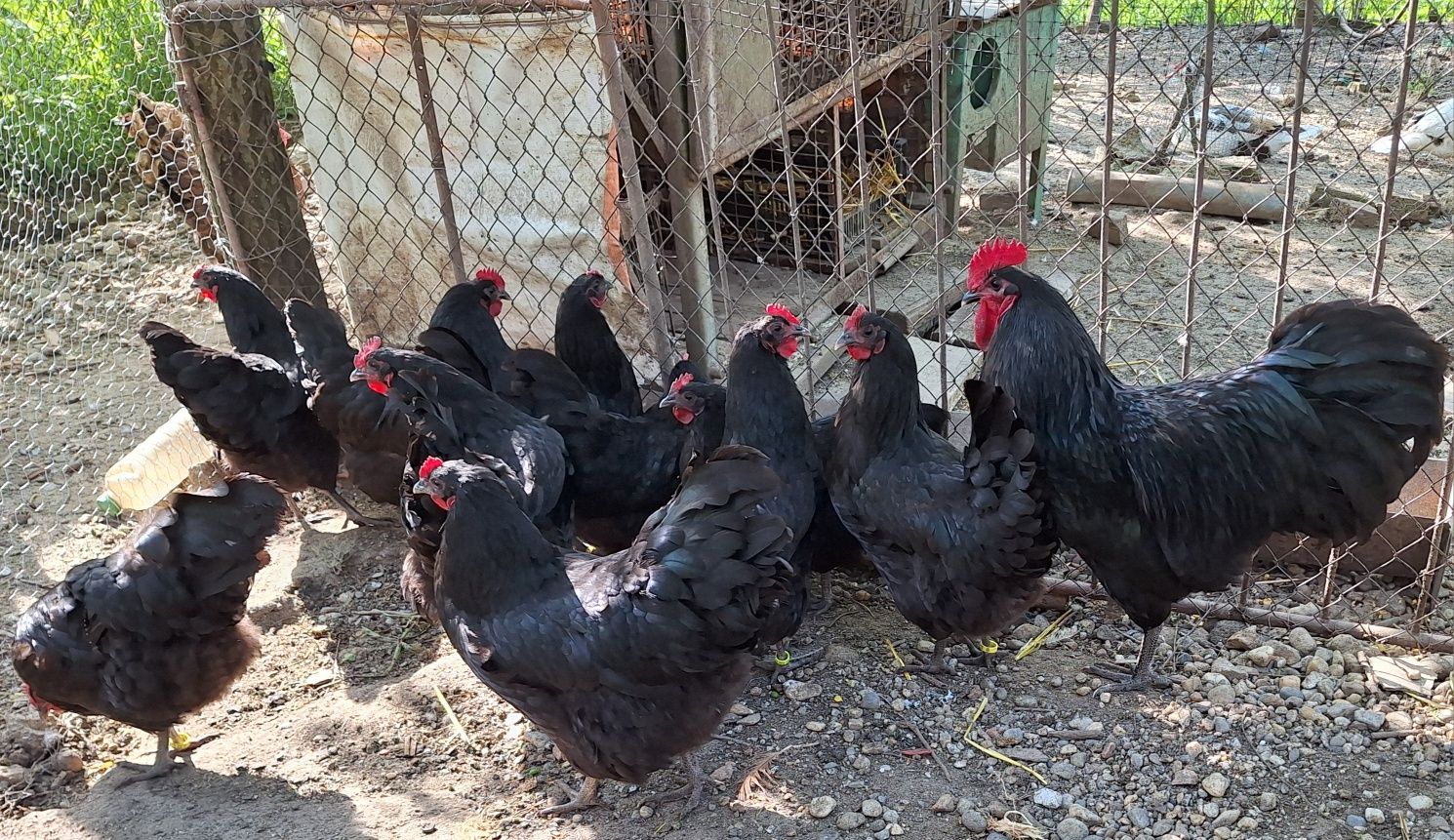 Australorp pe negru de vânzare