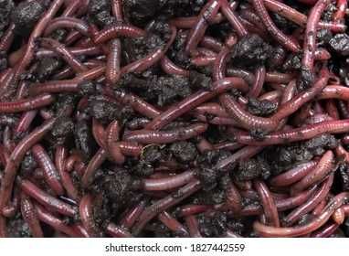 Râme Roșii de California pentru compost/pescuit