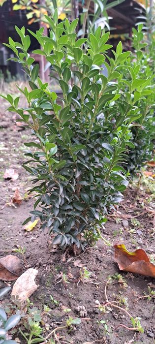 Gard viu specia Buxus