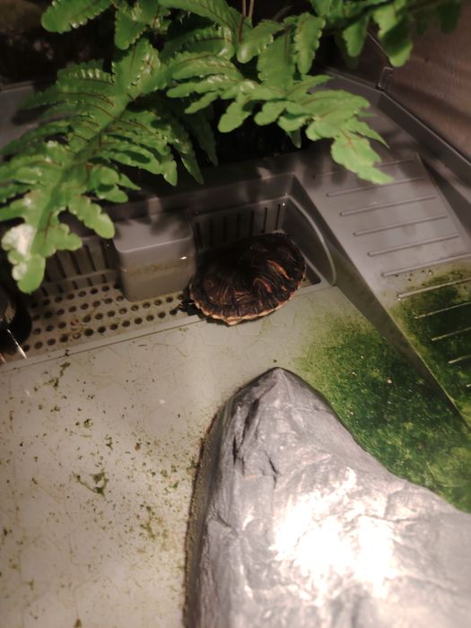 Vând terariu broscuță țestoasă/ reptile