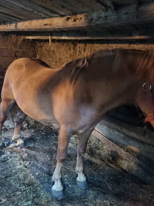 Vand sau schimb armasar 4 ani