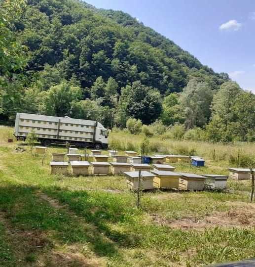 Vând miere de albine din zonă de munte