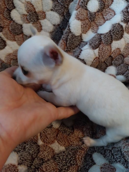 Продавам чихуахуа