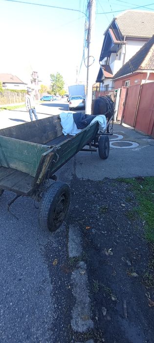 Animalele domestice cai