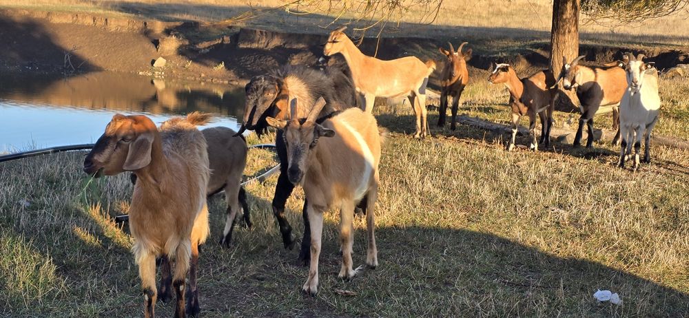 Vând capre bune de lapte