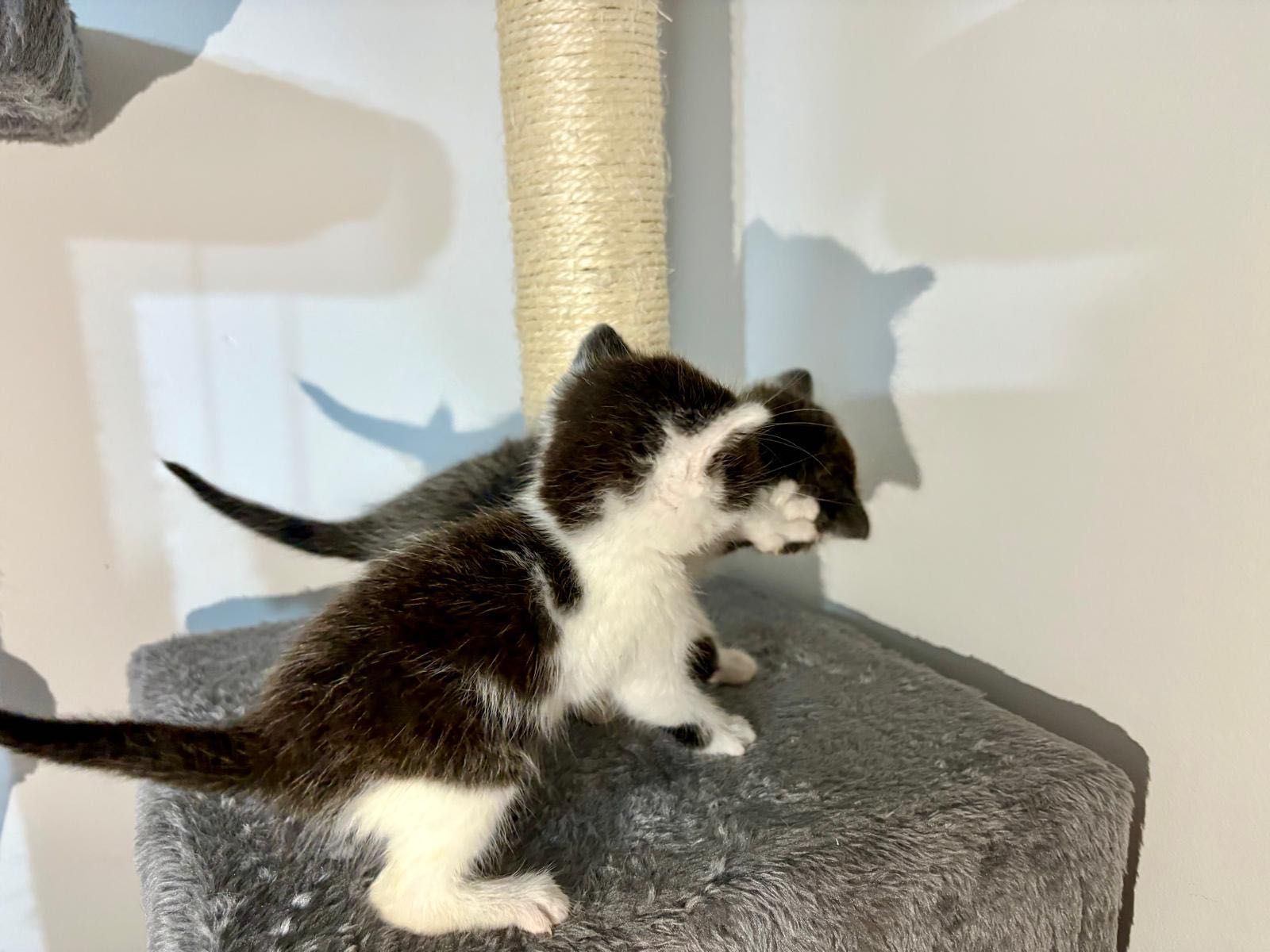 Ofer spre adopție 2 pisicuțe